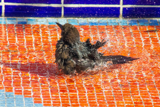 Panama City, Panama &ndash; January 30, 2023: Wild bird splashing while bathing in colourful swimming pool