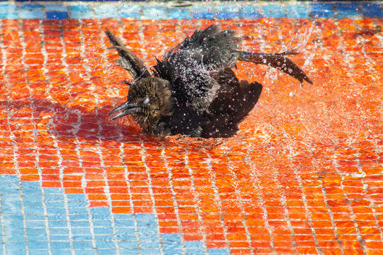 Panama City, Panama &ndash; January 30, 2023: Wild bird vigorously bathing and splashing water in pool