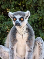 Fototapeta premium ring tailed lemur