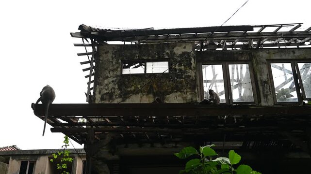Monkeys rest on weathered building in Ubud