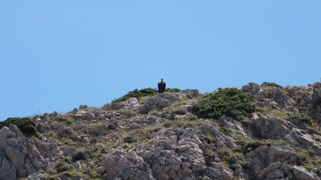 Griffon vulture on limestone cliffs of Cres Island, Mali Bok Beach in Croatia. Endangered Gyps fulvus soaring over Adriatic coast in its natural Mediterranean habitat. Cres Island of Croatia