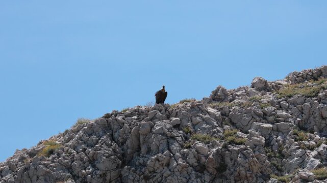 Griffon vulture resting freely in a clear blue sky above rugged, rocky cliffs and green vegetation of Mali Bok Beach on Cres Island, Croatia, showcasing wildlife and freedom in Cres Island of Croatia