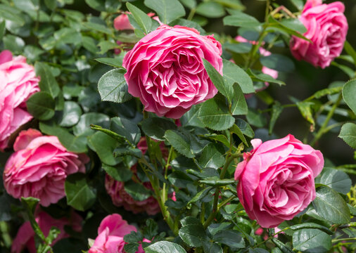 Pink blossoms on a flowering rose bush