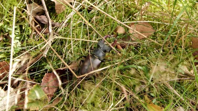 Stag Beetle (Lucanus cervus) Walking Through Grass Close Up