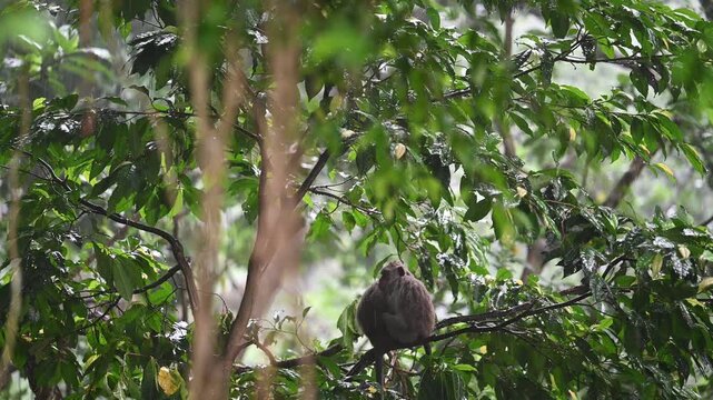 Macaque rests on branch during Ubud rain