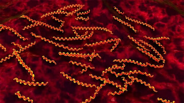 Treponema pallidum, 3D animation illustrating the causative bacterium of syphilis and its role in sexually transmitted infection and systemic disease.