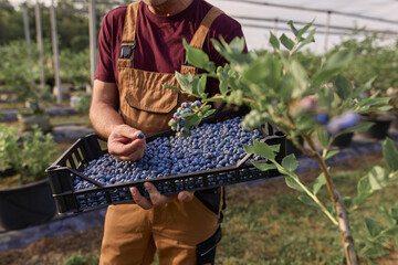 Farmer picking fresh blueberries on a farm.