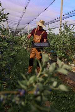 Farmer picking fresh blueberries on a farm.