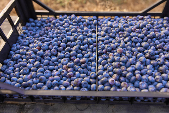 Freshly picked organic blueberries in fruit crates prepared for selling on a market.