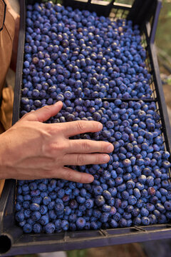 Farmer picking fresh blueberries on a farm.