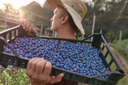 Farmer picking fresh blueberries on a farm.
