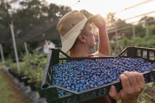 Farmer picking fresh blueberries on a farm.