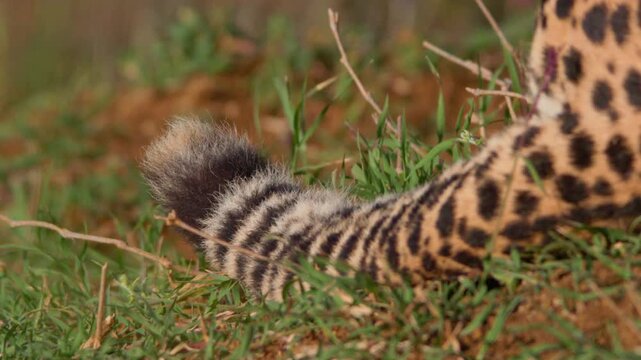 Cheetah tail close up on green grass, wild leopard spotted fur texture, african predator feline tail twitching in savanna nature