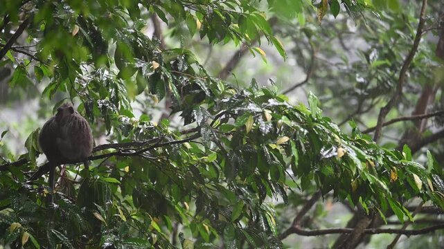 Macaque shelters under wet leaves in Ubud