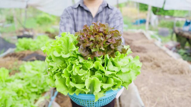 A smiling young female farmer holding a basket of fresh organic lettuce in a greenhouse, showcasing sustainable agriculture, farm-to-table lifestyle, and healthy vegetable produce for the market.