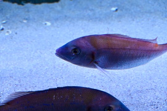 Close-up of two red seabream fish with pinkish-silver scales swimming in blue ocean water near underwater rocks in a marine aquarium habitat.