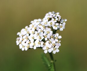 Common yarrow (Achillea millefolium) wild medicinal plant blooming in a meadow © Rita Puteikytė