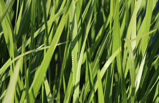 Acorus calamus (sweet flag) growing in a pond