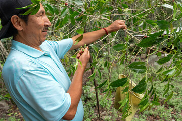 Obraz premium Andean coffee grower picking berries from coffee tree