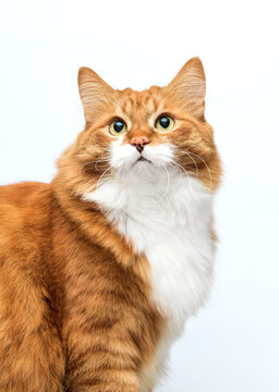 ginger and white cat on a white background.