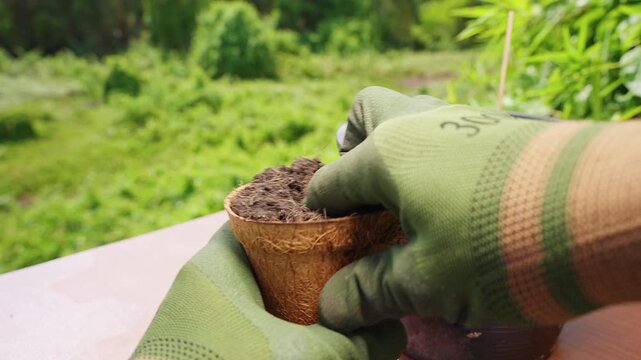 Gloved Hands Form a Planting Hole in a Biodegradable Pot Filled With Soil Outdoors, Supporting Sustainable Gardening and Plant Growth
