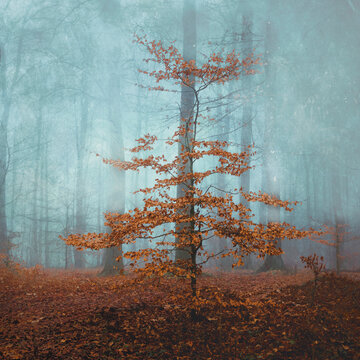 Small beech tree in fog-shrouded autumn forest