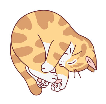 Cute ginger cat sleeping curled up in a ball. Vector illustration. Cute cats series. 