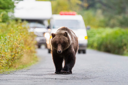 A brown bear walks on a road in front of a car at Chilkoot River
