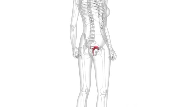 Female Reproductive System Anatomy Animation Concept