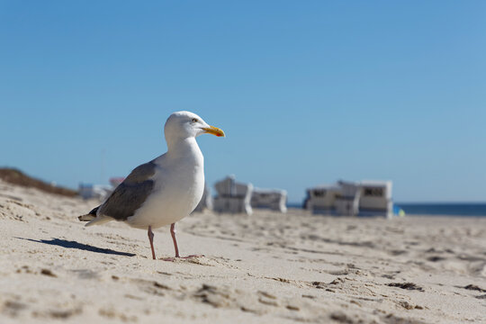 Germany, North Frisia, Sylt, Seagull at the beach