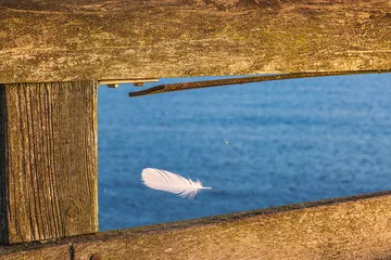 A floating feather on the pier at Boltenhagen on the Baltic Sea © fotografci