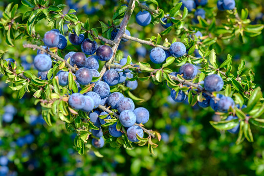 Close-up of ripe blackthorn berry fruits growing in yard