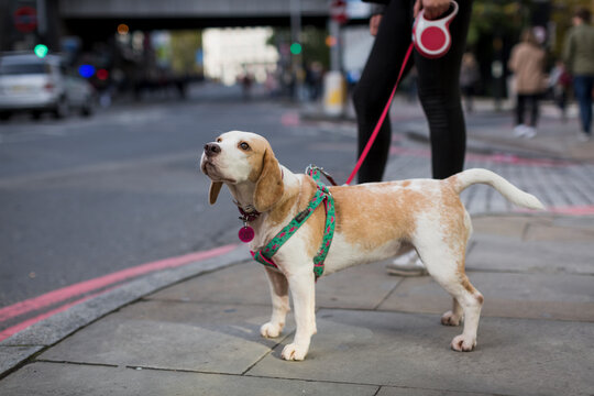 Wounding dog standing on pavement