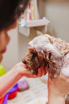 Woman bathing her wet dog with soap foam indoors