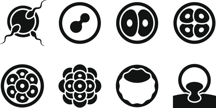 Human embryonic development stages vector illustration from fertilization to blastocyst implantation for medical education materials