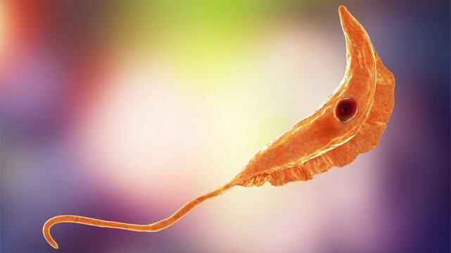 Trypanosoma brucei parasites, 3D animation showing slowly rotating flagellated protozoa with undulating membrane, illustrating African trypanosomiasis.