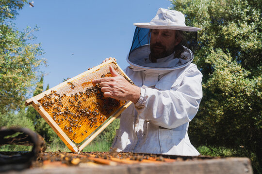 Male beekeeper inspects a honeycomb frame at an outdoor apiary