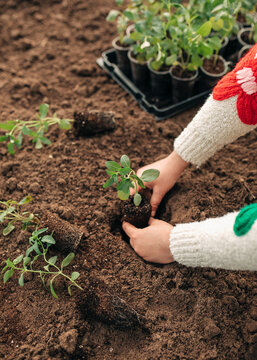 Woman plants young flower seedling in dark soil during spring