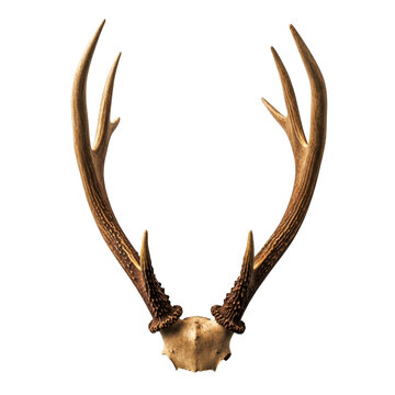 Large brown deer antlers isolated on a plain surface isolated on transparent background