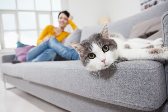 A domestic cat lies on a sofa near a relaxing woman