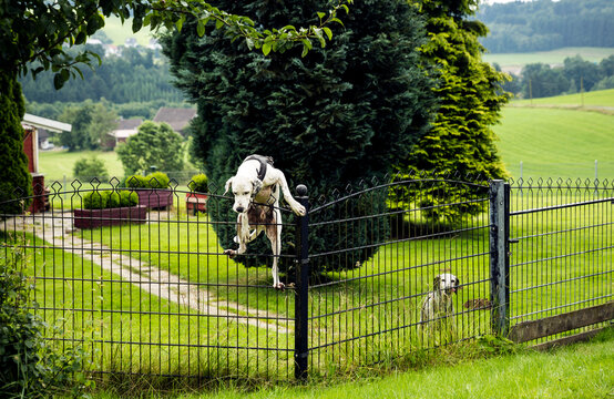 Dog climbing over fence