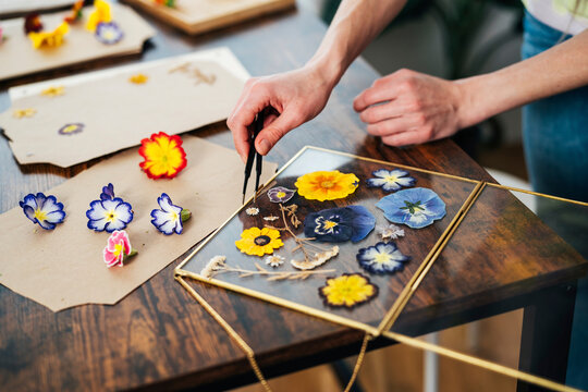 Woman arranging dried flowers on transparent frame with tweezers at home