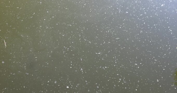 Dark swamp water with flakes of mud, polluted water of the village rate is exposed to the sun outdoors