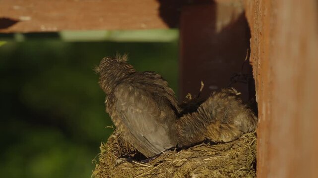 Two nearly fledged blackbird chicks preen their feathers while resting in the nest. Bathed in warm sunrise light, the scene unfolds against a softly blurred green background.