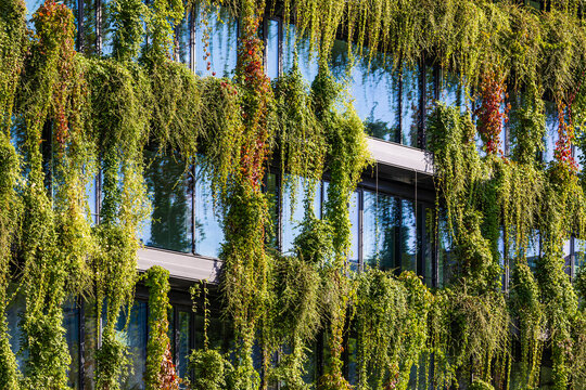 Germany, Baden-Wurttemberg, Stuttgart, Overgrown facade of office building