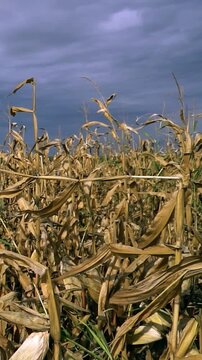 Dried Corn Stalks Damaged by Autumn Drought under Dramatic Stormy Sky. Slow motion static shot of a withered cornfield in October, showing the devastating consequences of a severe summer drought.