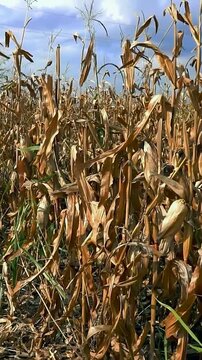 Camera Moving Along the Edge of Withered Corn Field Panning Right. Themes of environmental crisis, climate change impact, and massive financial losses for the farming industry under the autumn sun.