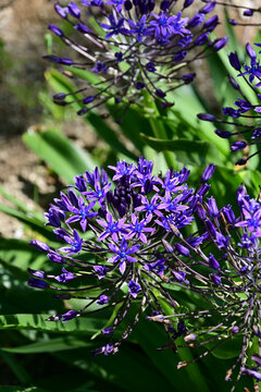 Close up of beautiful blue scilla peruviana flowers blooming under bright daylight, Fukushima, Japan.