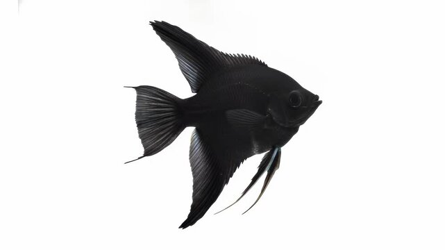 Studio macro footage of a majestic black angelfish swimming gracefully in slow motion, isolated against a pure white background. The deep velvet-black fish glides horizontally across the frame,