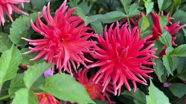 Vibrant pink dahlias in full bloom surrounded by lush green leaves. The bold colors and intricate petal patterns create a striking garden scene capturing natural beauty and elegance